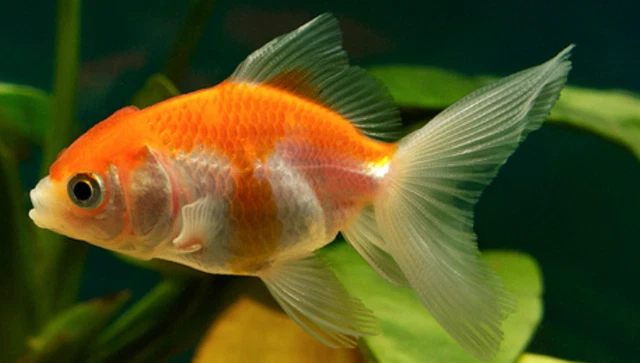 1 Live Juvenile Red & White Oranda Fancy Goldfish Freshwater Aquarium Fish 1-2"
