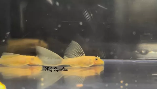 L144 Longfin Blue Eye Lemon Bristlenose Pleco 2.5”-2.75” Unsexed Live Fish