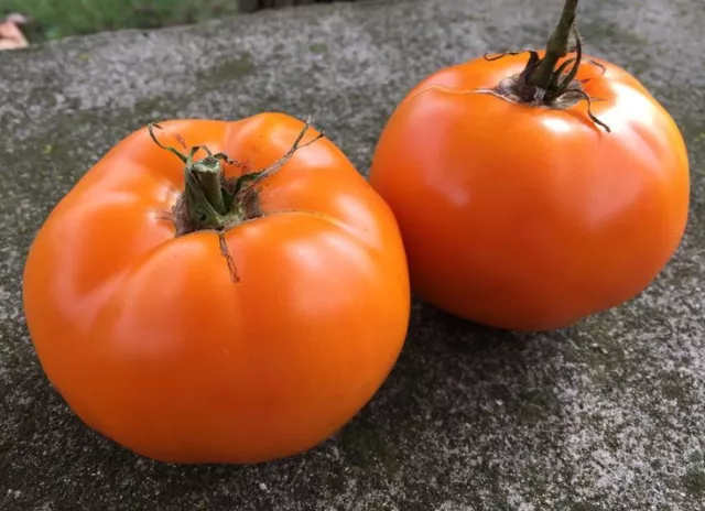 40 graines TOMATE ANCIENNE ORANGE GOLDEN JUBILEE(Lyc. esc.)K109 TOMATO SEEDS