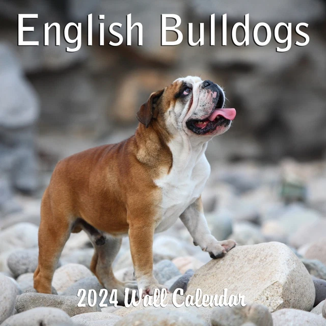 2024 ENGLISH BULLDOGS Hangable Monthly Wall Calendar 13.99 PicClick