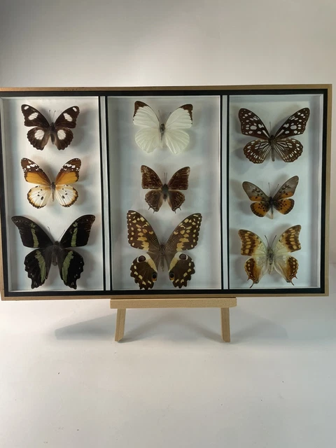 Ancien papillon sous verre bombé et cadre cuir , entomologie & cabinet