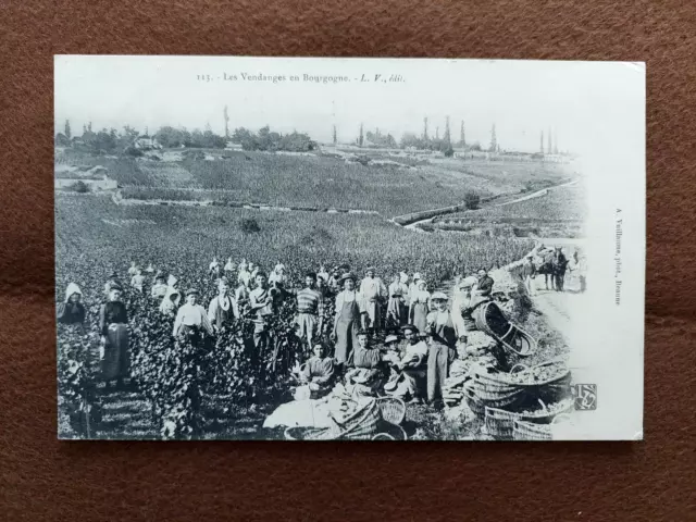 Cpa   Les Vendanges En Bourgogne    N° 113