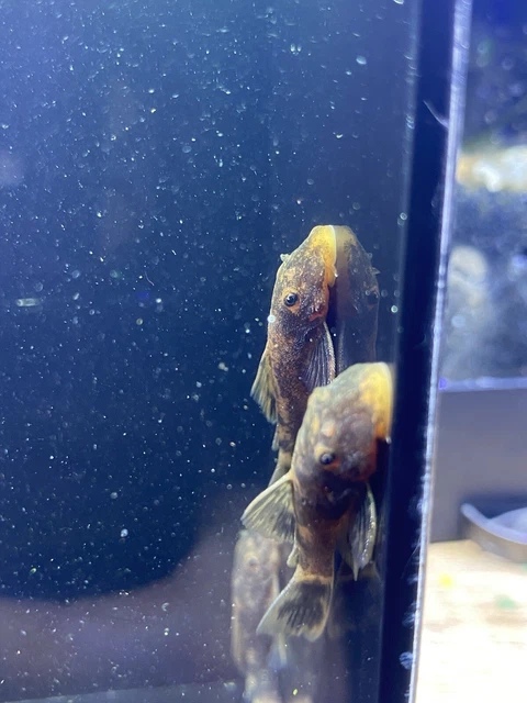 3 super red calico bristlenose pleco 1”-1.25” (read description)