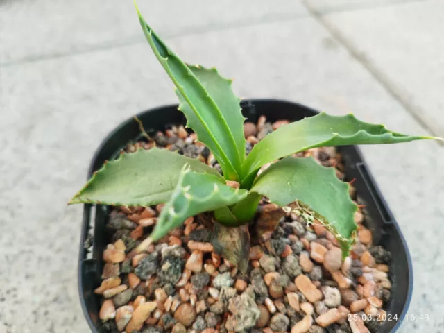 Agave Megalacantha winterhart