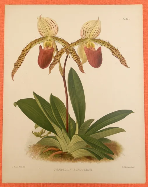 Cypripedium Euryandrum  Orchidee Pflanze Botanik Lithographie 1888   J. N. Fitch