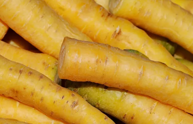 Lot de 500 Graines de Carottes Jaune du Doubs - Variété Productive et Sucrée