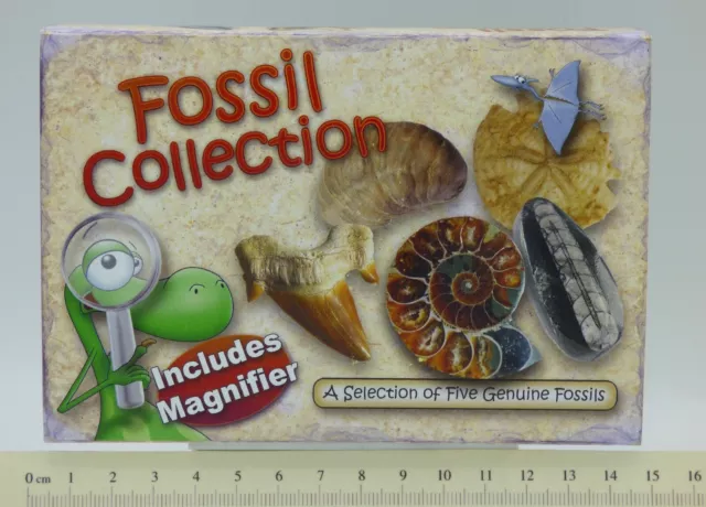 Junior Fossil Box Collection Educational Gift Idea Fossils Cards Hand Magnifier