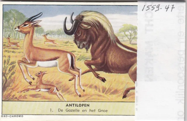 Liebig 6 cards EX/ EX: S1559  Antilopen (Rotterdam OXO) (1953)
