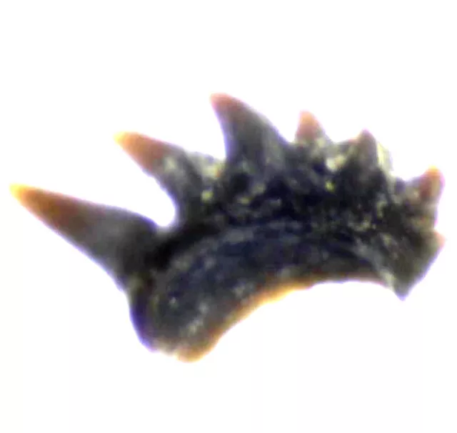 Rare Silurian Gnathostomes fossil fish tooth.