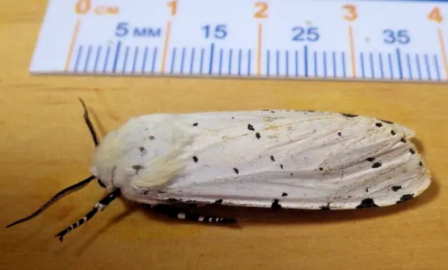 Salt Marsh Tiger Moth Estigmene acrea Erebidae Arctiinae Lepidoptera SE TX E17