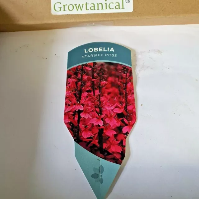 LOBELIA SPECIOSA 'Starship Deep Rose' x 3 Jumbo Plug Plants Perennial ...