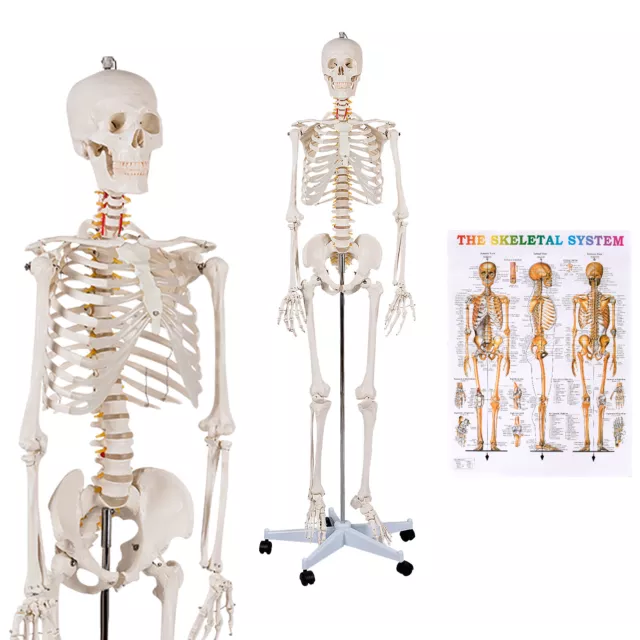 70.8" Life-size Skeleton Model Human Anatomy Medical Students W/Rolling Stand