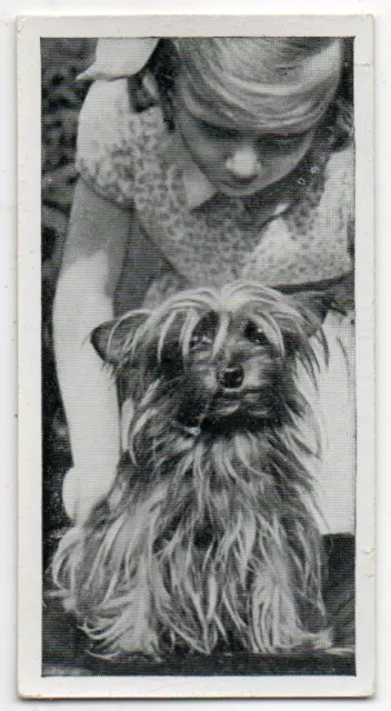 CARRERAS CIGARETTE CARD DOG & FRIEND 1936 No.10.  THE YORKSHIRE TERRIER