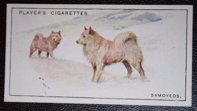 SAMOYED    Vintage 1920's Illustrated Card  WC30