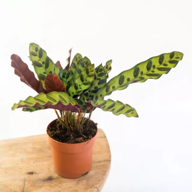 Calathea lancifolia - Rattlesnake Office House plant in 7cm pot 3