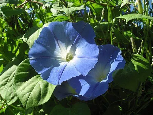 100 Samen Echten Prunkwinde - Ipomea tricolor - 'Heavenly blue' Morning Glory