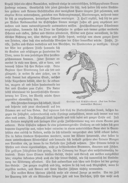 Eichhörnchen Gerippe Skelett Sciurus vulgaris Holzstich von 1891 Eichkätzchen