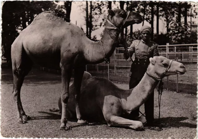 CPA Zoological Park of the city of AMIENS - Dromadaries - Camelus (515313)