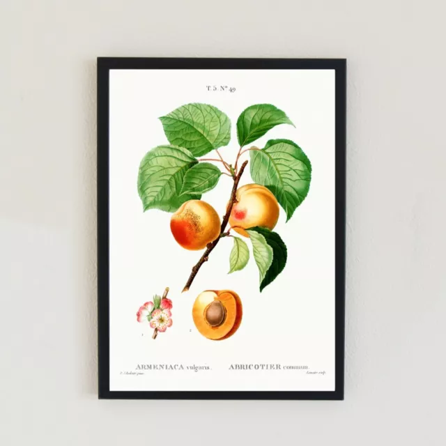 Vintage Aprikose Obst botanisch antik Illustration Retro Dekor Wandkunst Druck
