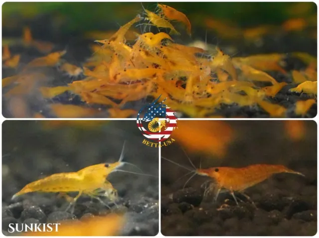 20 +2 Sunkist Freshwater Neocaridina Aquarium Shrimp. Live Guarantee