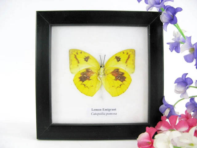 Lemon Emigrant - beautiful real butterfly prepared - framed- museum quality
