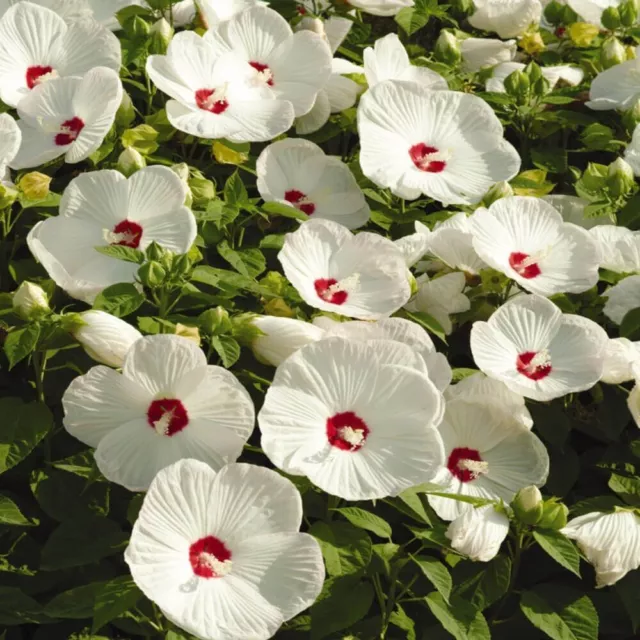 Organic Pre Stratified Hardy White Hibiscus Seeds Hummingbirds Butterfly