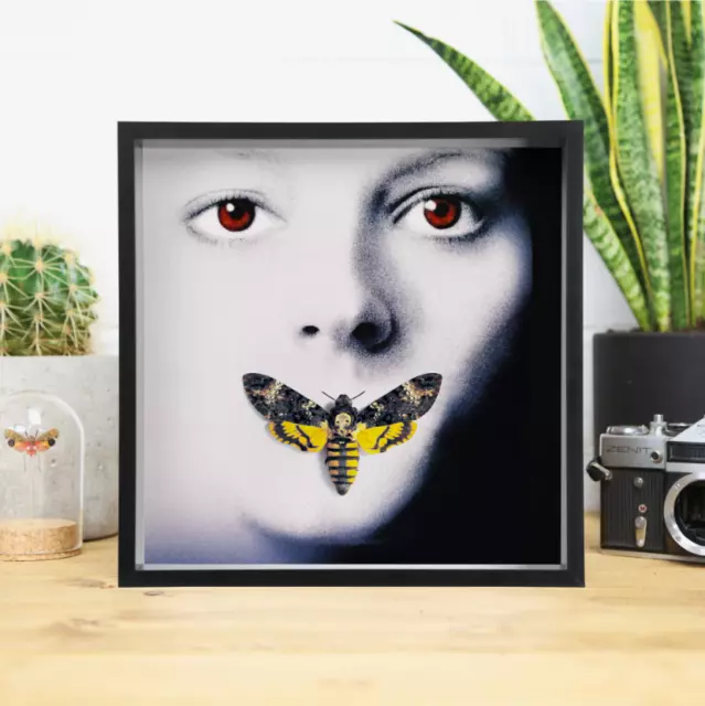 Death's Head Hawk Moth - Silence of the Lamb - Entomology Taxidermy Large Frame