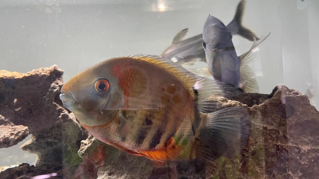 Red Shoulder severum
