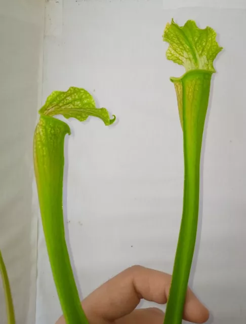 Pianta carnivora, incrocio di Sarracenia, PIANTA VIVA (taglia M)