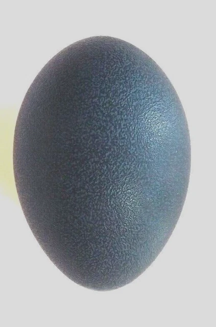 Huevo grande emú soplado verde esmeralda oscura para exhibir artesanías pintura decoración