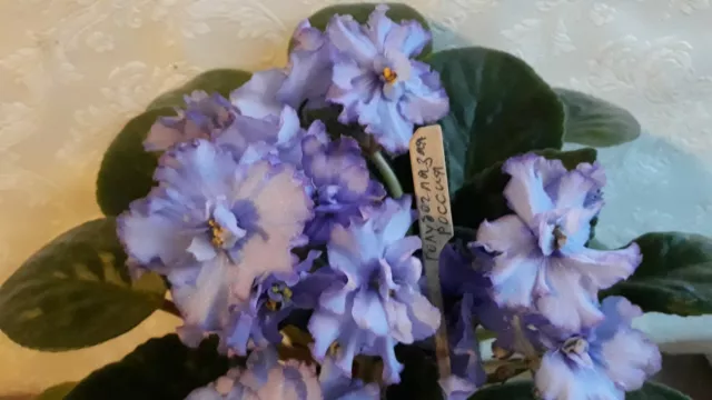 African Violet " EK - Goluboglazaya Rossiya " 2 Blätter Usambaraveilchen.