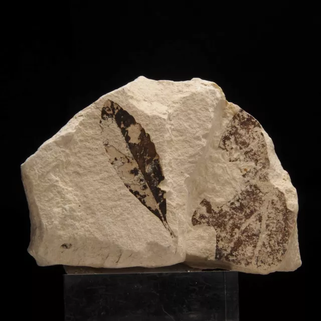 LEAF FOSSIL - Miocene - Erdobenye - HUNGARY 1C421