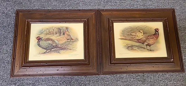 Antique Collection 2 Bird lithographs Pheasant Phasianus Wild Game Bird Prints