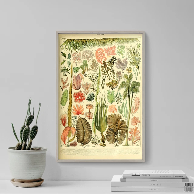 Adolphe Philippe Millot - Sea Life Algues Poster, Art Print, Painting, Artwork