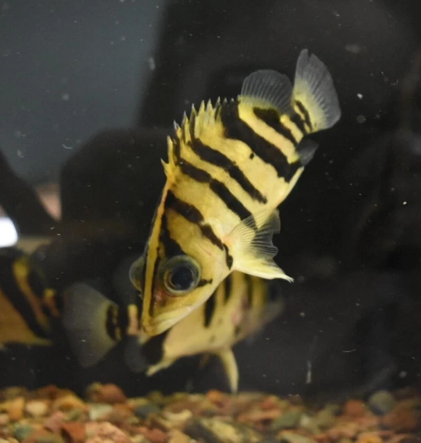 Live Indonesian Tiger Datnoid (4" Freshwater Aquarium Fish) *PLS READ DESCR* 4