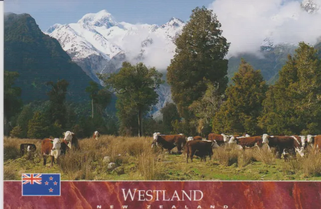 Ansichtskarte: Mount Tasman und Kühe, Neuseeland