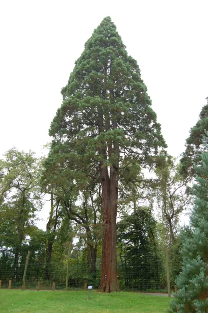 Giant Sequoia, Sequoiadendron giganteum, Tree Seeds (Fast, Evergreen, Bonsai) 2