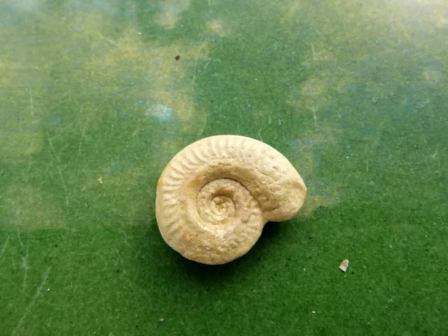 Fosiles Ammonite " Bonito Y Rarisimo Ammonite Furloceras  De Italia - 11B22 "