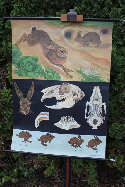 England Map Rabbit ROLLING MAP SCHOOL Wall Map Wall Map Field Rabbit Wild Rabbit Animal ...