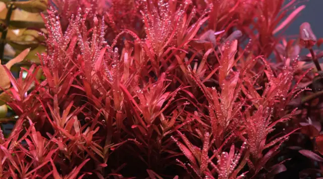 Rotala Singapore 1 Stelo Pianta Rara Difficile Da Trovare