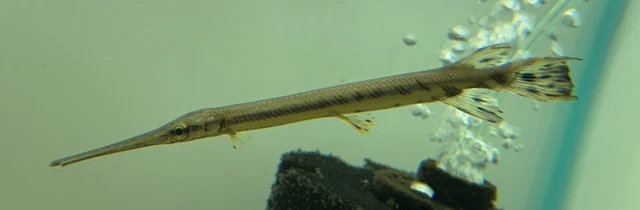Longnose Gar 5-6”-Live Freshwater Tropical Aquarium Fish