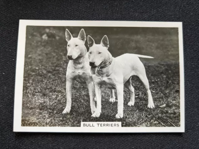 1939 Senior Service Dogs Card # 15 Bull Terriers (EX)