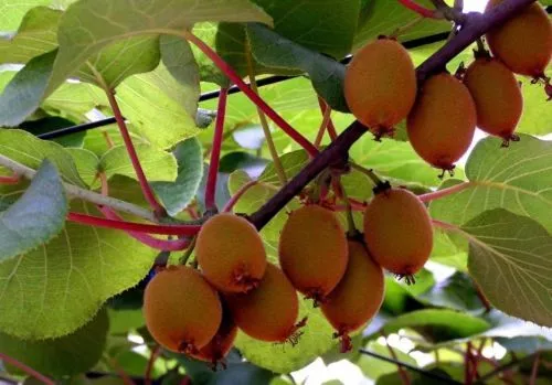 Jetzt pflanzen ! Kiwi winterharte schnellwüchsige Kletterpflanze für den Garten