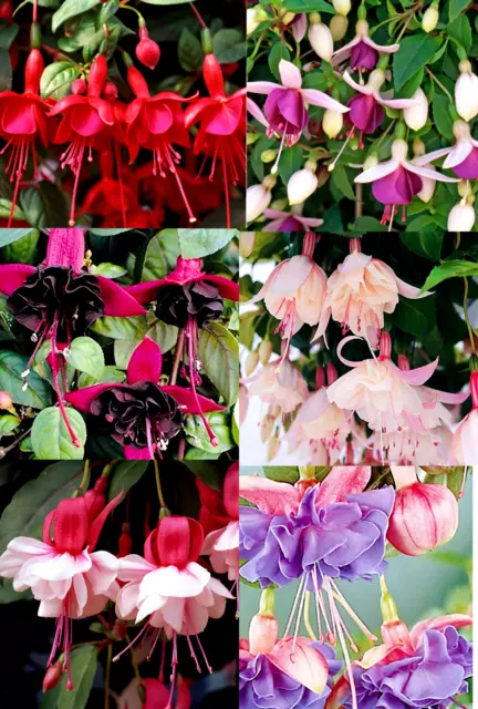 ×6 Fuchsia Trailing Mixed Lot Plug Plants Hanging Basket Garden Tub Flowers