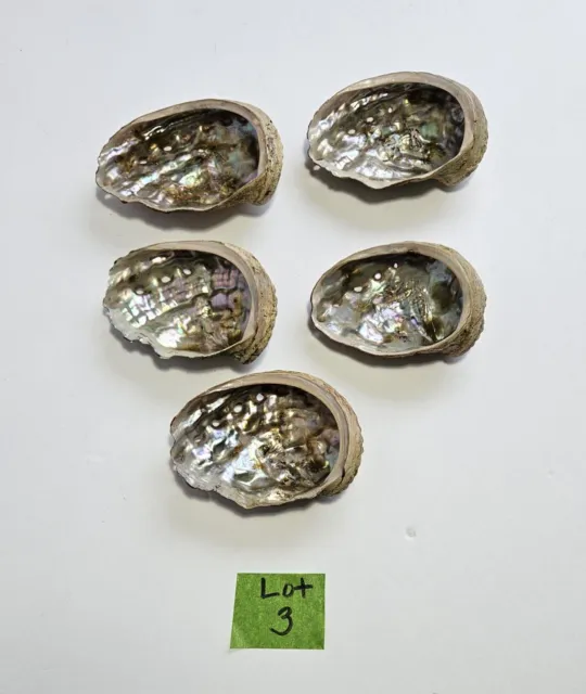 Vintage Natural Abalone Sea Shell Lot Unpolished Shells Smudge Mother of Pearl