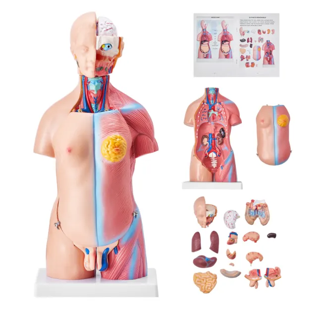 VEVOR Anatomisches Menschliches Torso-Körpermodell Anatomie Organs 23 Teile