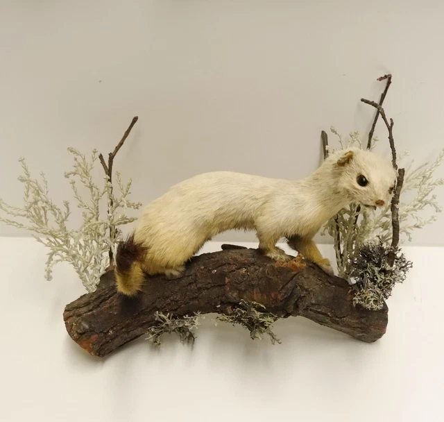 Armiño Abrigo de Invierno Preparado Longitud 24CM para Animales Taxidermy 3