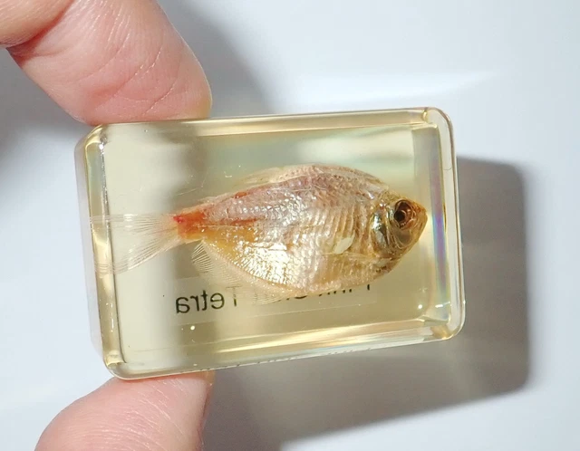Pink Skirt Tetra FISH in Amber Clear Small Lucite Block Learning Aid TE1A