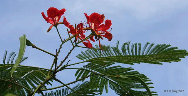 Saatgut Für Exotischen Flammenbaum – Einfache An Produktbild-Vorschau 6
