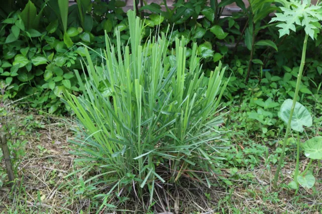 Lemon Grass 20 Seeds CULINARY HERB Asian MEDICINAL Cymbopogon flexuos PERENNIAL 2